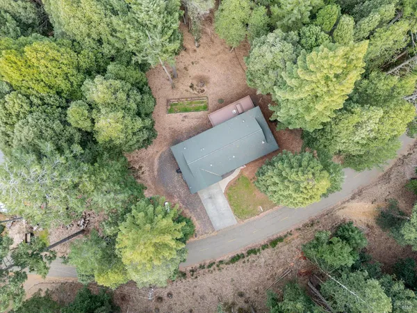 a view of a forest with a tree