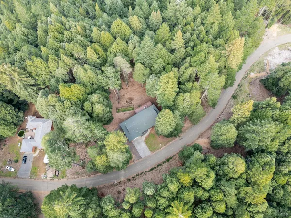 a view of a lush green forest with large trees
