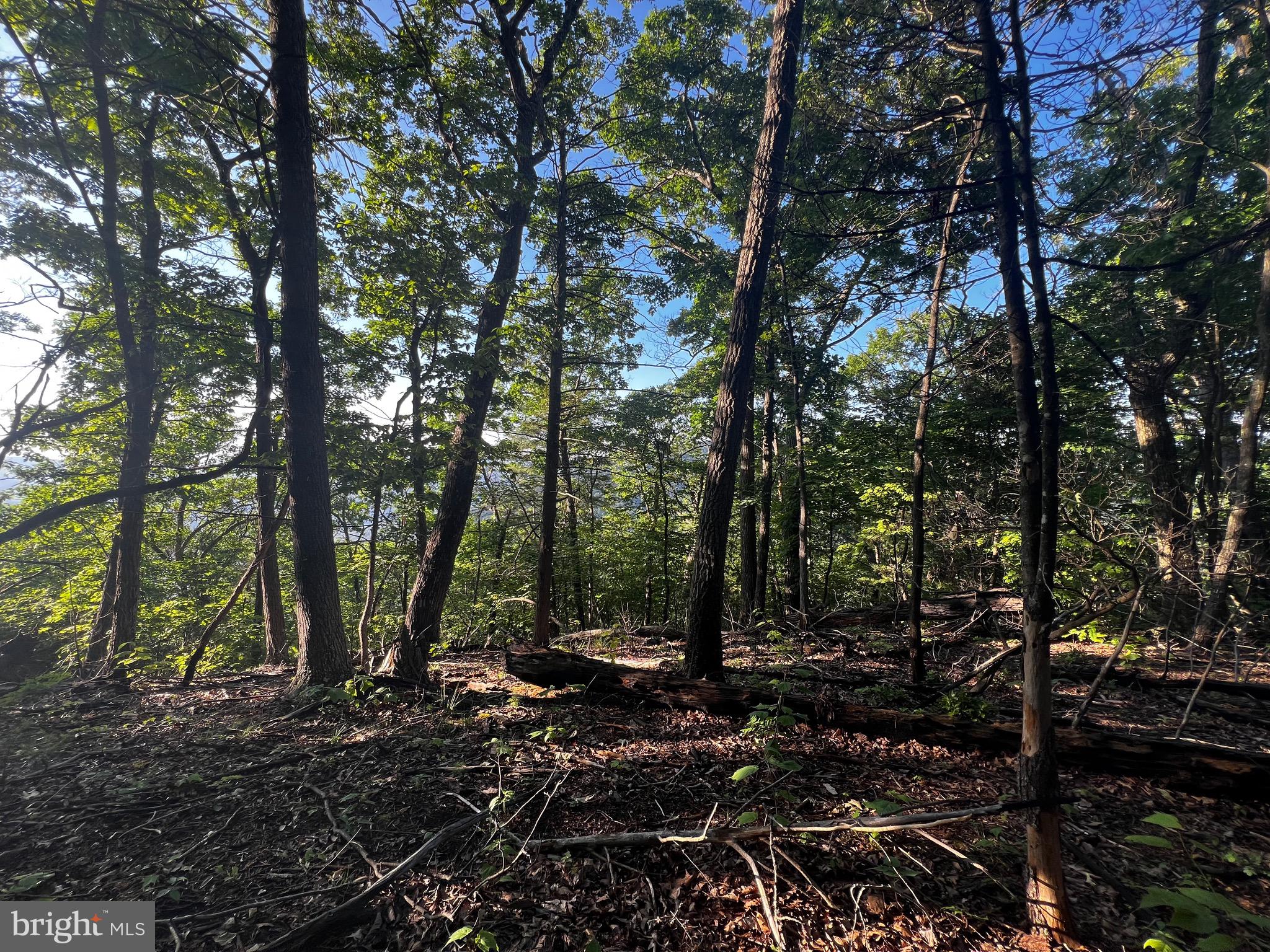 Lot 52 Grace Mountain Mathias, WV 26812 - Photo 5 of 34