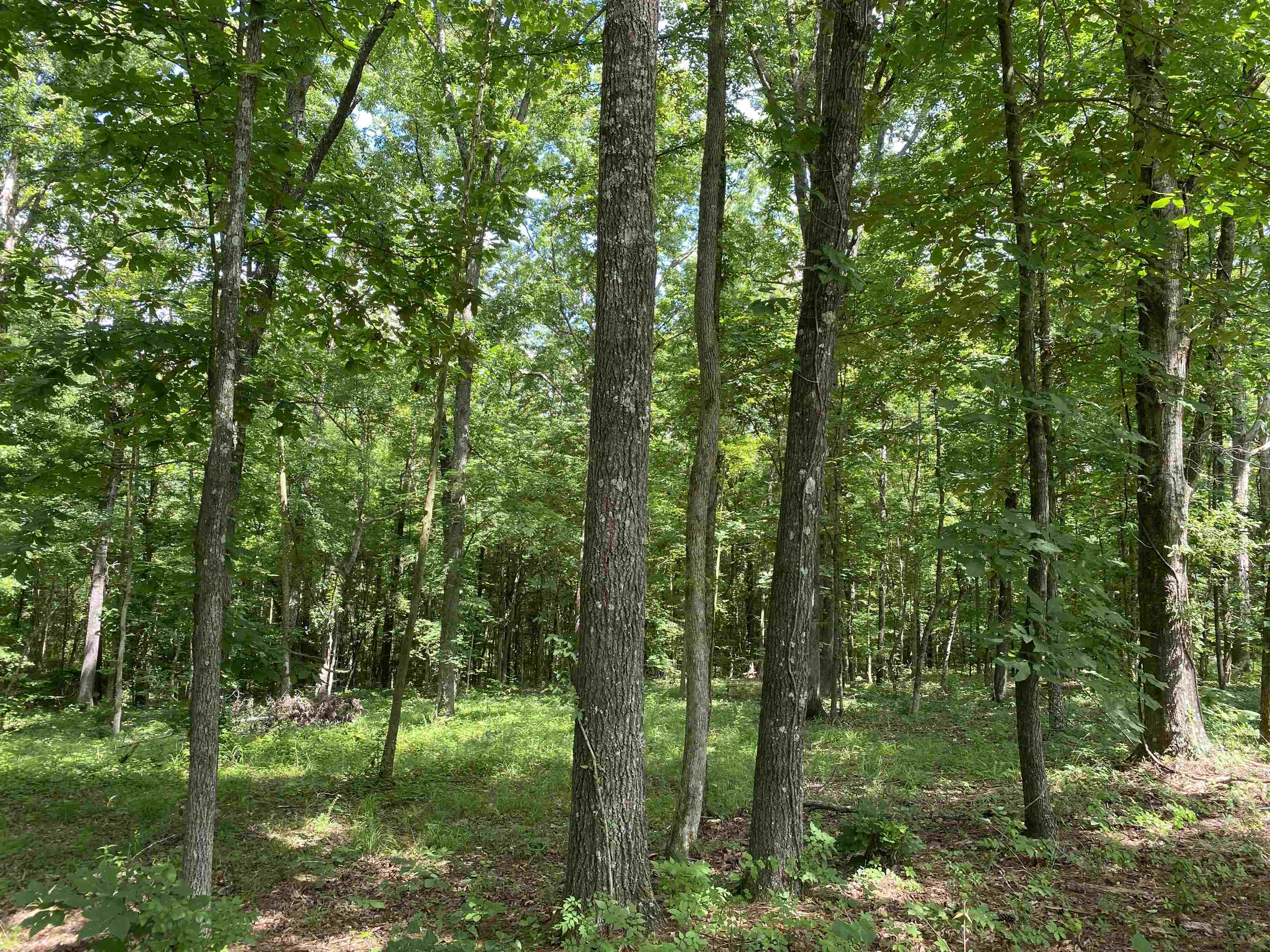 1120 Jot Em Down Road Morris Chapel, TN 38361 - Photo 39 of 40 Wooded lot with mature deciduous trees and undergrowth, featuring natural ground cover and dappled sunlight