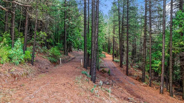 a view of a yard with trees in the background
