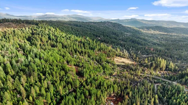 a view of a garden with large trees