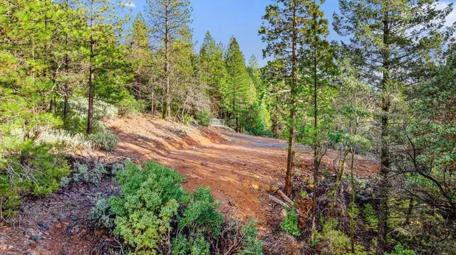 a view of a yard with plants and trees