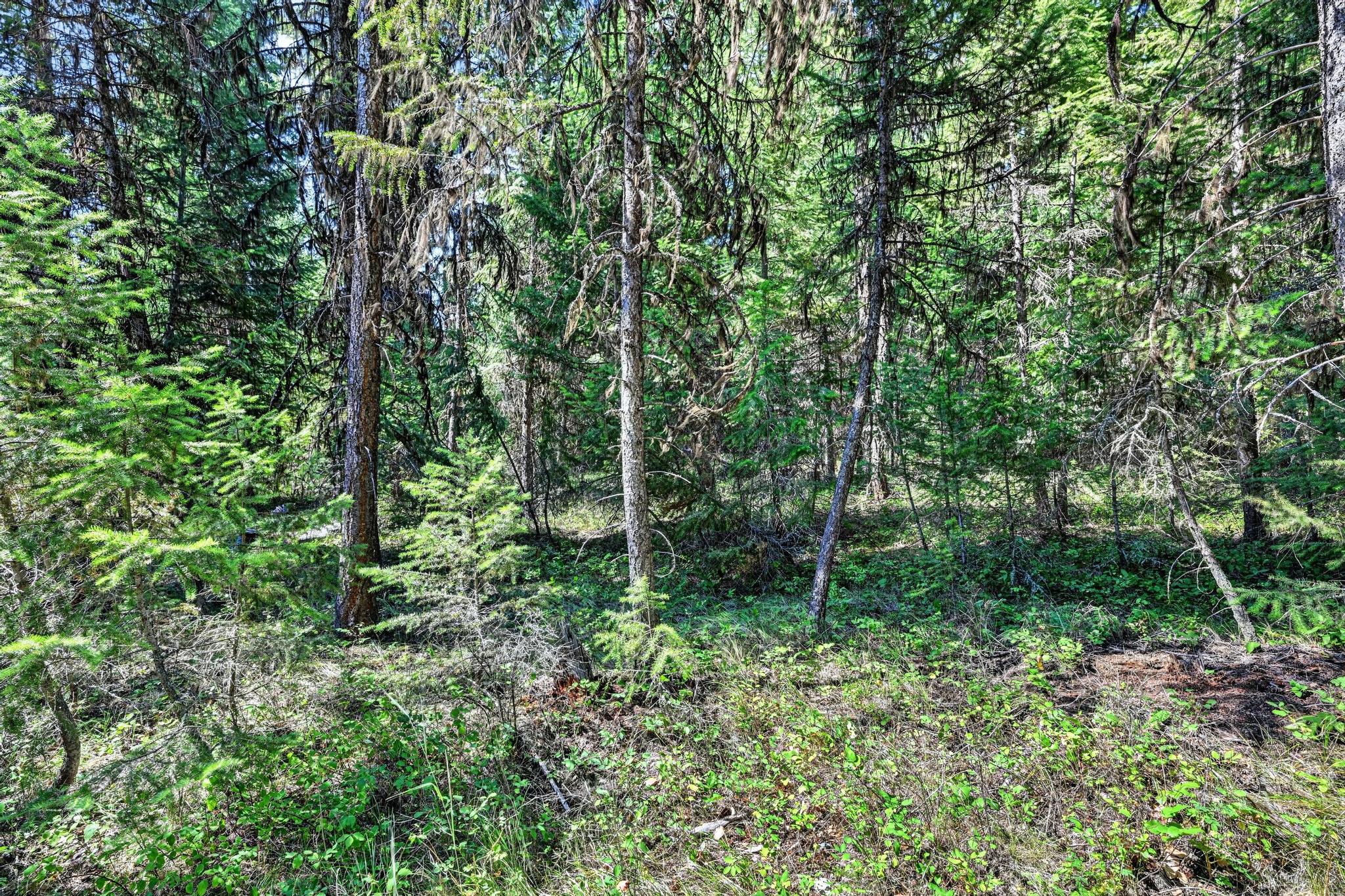 Lot 4 Forest Ridge Road Fortine, MT 59918 - Photo 7 of 21 Gallery Image 7
