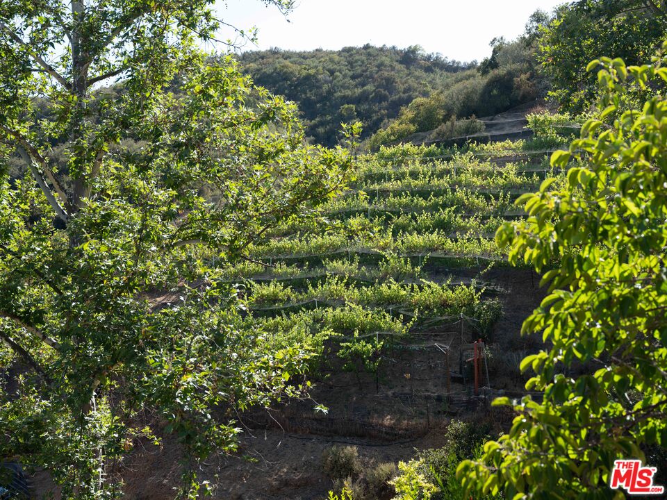 23407 Red Rock Road Topanga, CA 90290 - Photo 32 of 41 a view of a garden with a tree
