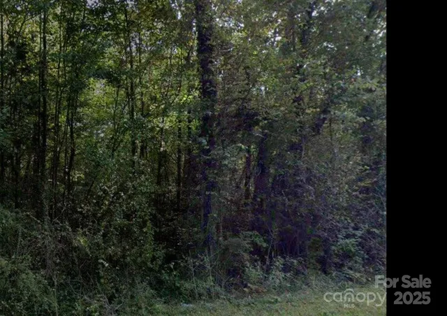 a view of a forest that has large trees