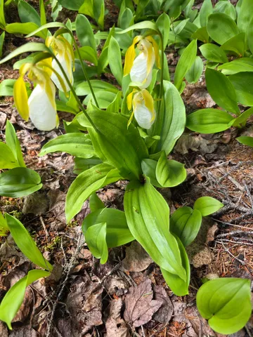 $31,000 | 4-10b Camp Road, Dyer Brook, ME 04747