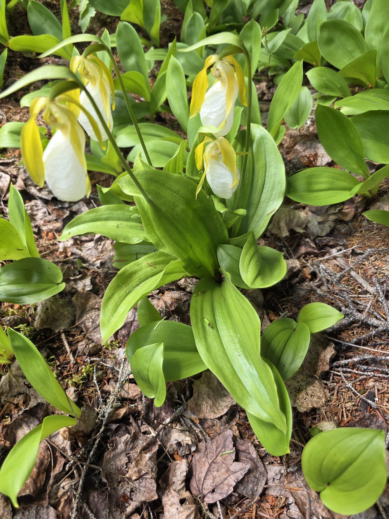 4-10b Camp Road Dyer Brook, ME 04747 - Photo 11 of 13 Lady Slippers near Cabin