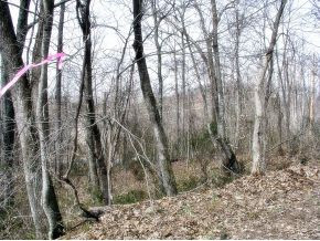 2 Coal Chute Road Elizabethton, TN 37643 - Photo 5 of 15 Photo 5