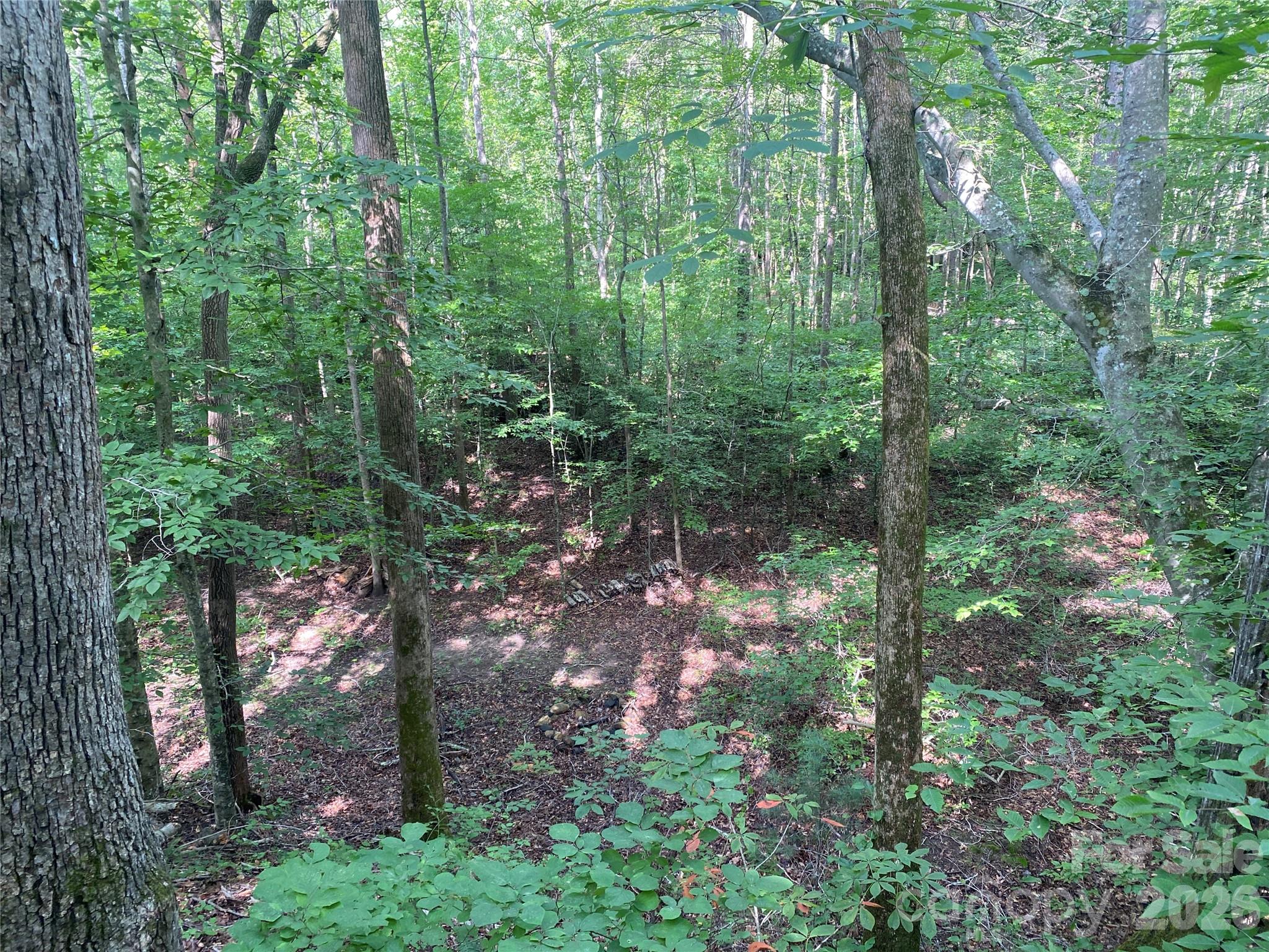 0 Camp McCall Road Bostic, NC 28018 - Photo 16 of 30 a view of a forest
