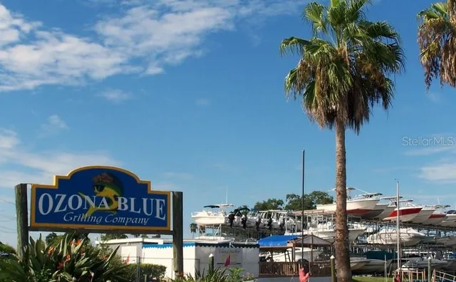 an outdoor space with lots of palm trees