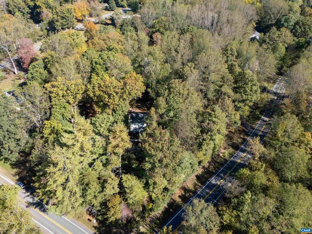 a view of a forest with a tree