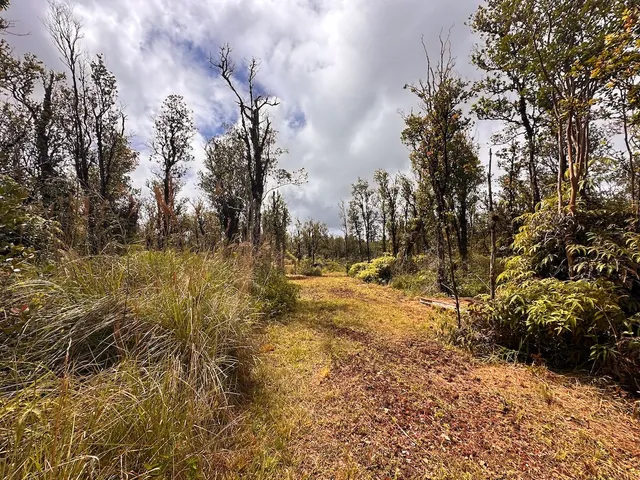 a view of a yard with trees