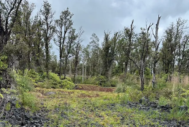 a view of outdoor space and trees