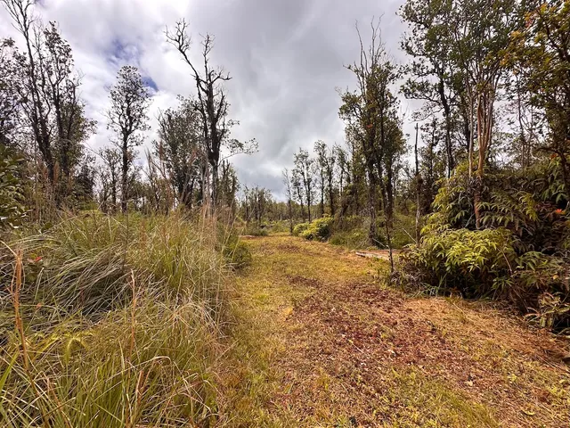 a view of empty yard with trees