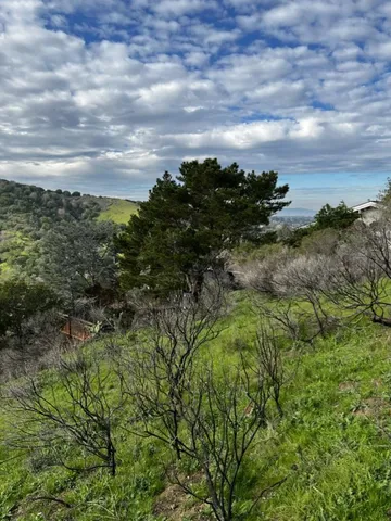 a view of a bunch of trees