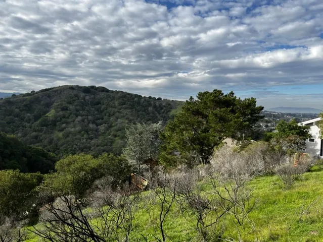 a view of a bunch of trees in a field
