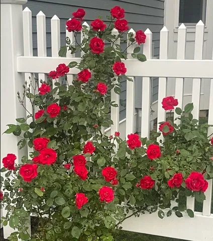 a view of a flower flowers in front of a house