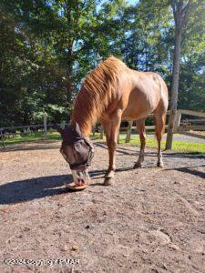 Lot 151 Bear Drive Bushkill, PA 18324 - Photo 4 of 7 a view of backyard with tree