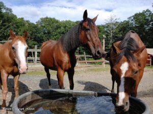 Lot 151 Bear Drive Bushkill, PA 18324 - Photo 5 of 7 a view of outdoor space and yard