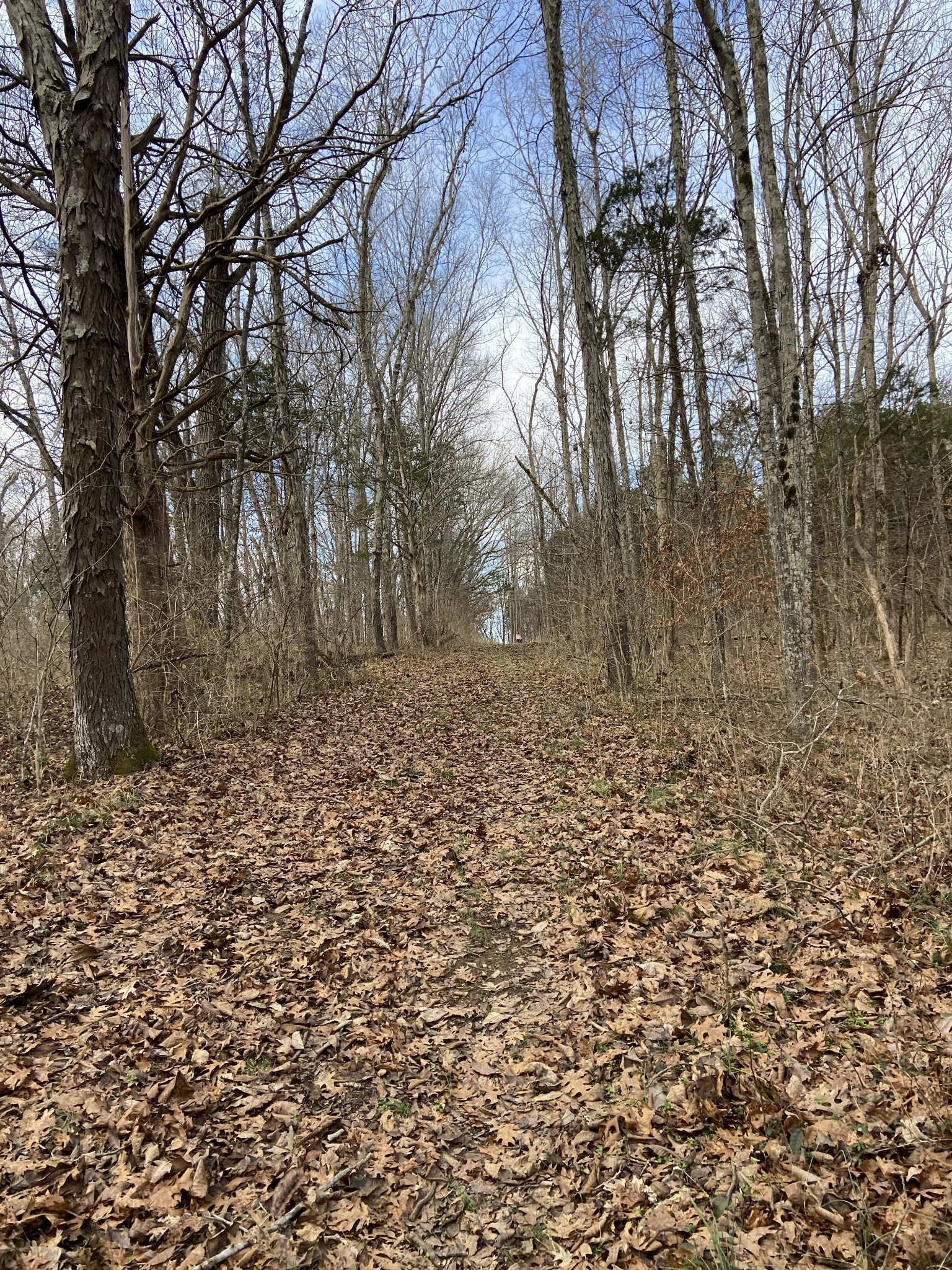2390 Benders Ferry Road Mount Juliet, TN 37122 - Photo 8 of 12 a view of a yard with trees