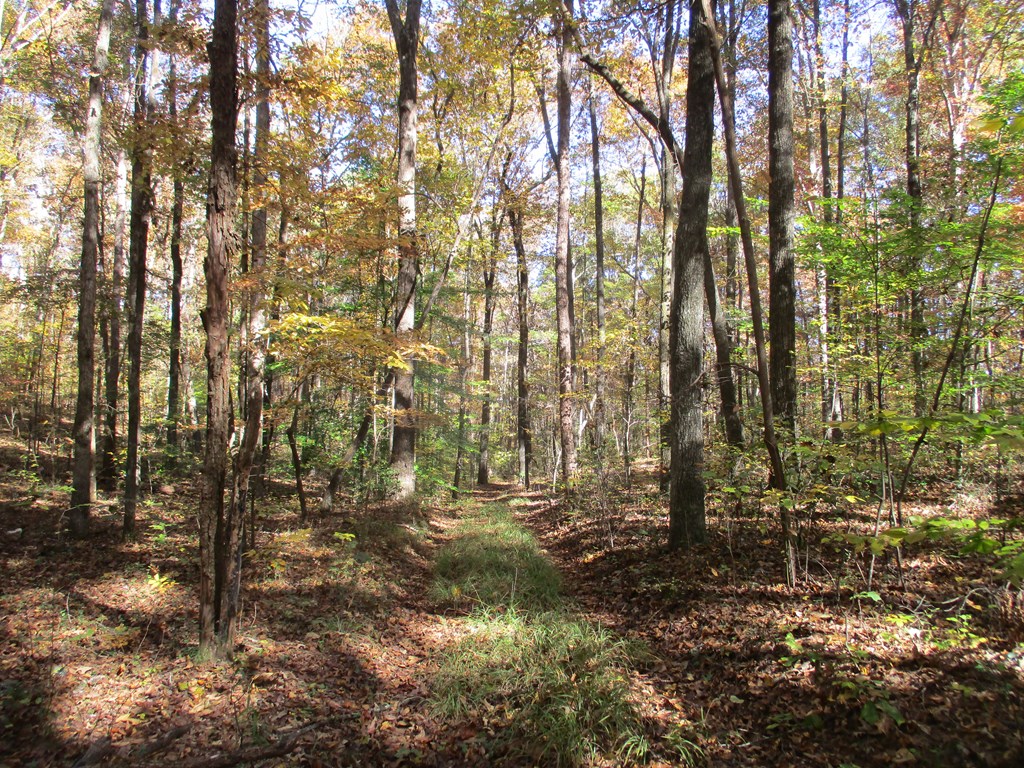 0 Scott Road Cohutta, GA 30710 - Photo 6 of 6