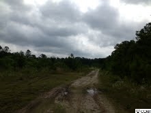 43-acres Allen Dew Road Conway, SC 29527 - Photo 3 of 5