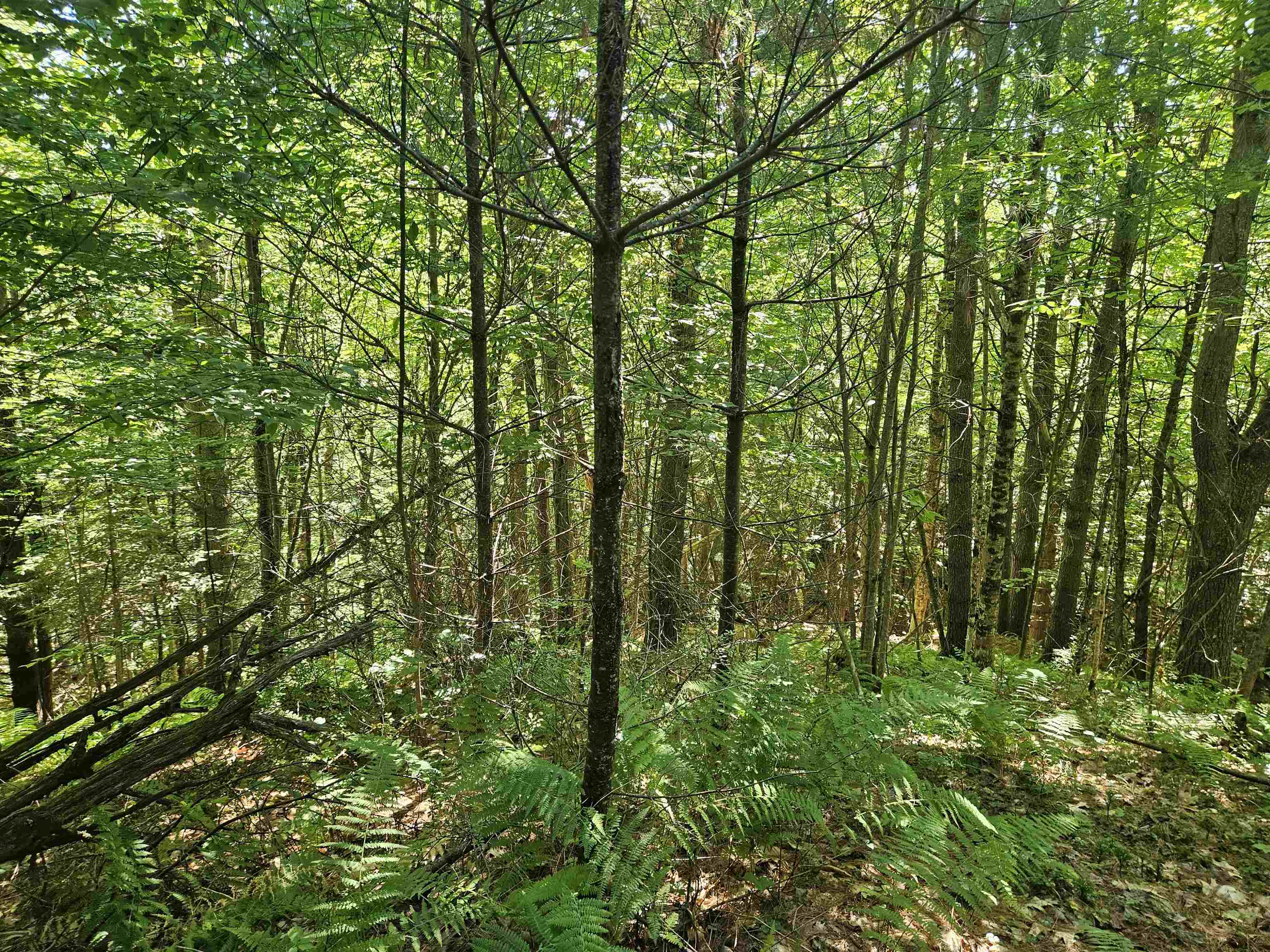 Lot 3.2 Off Parker Road Lisbon, NH 03585 - Photo 11 of 29 Gallery Image 11