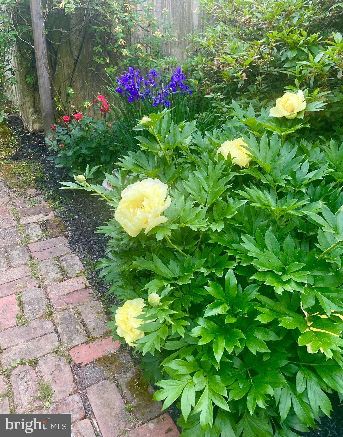 284 Bewley Road Haddonfield, NJ 08033 - Photo 36 of 36 a view of flowers in a garden