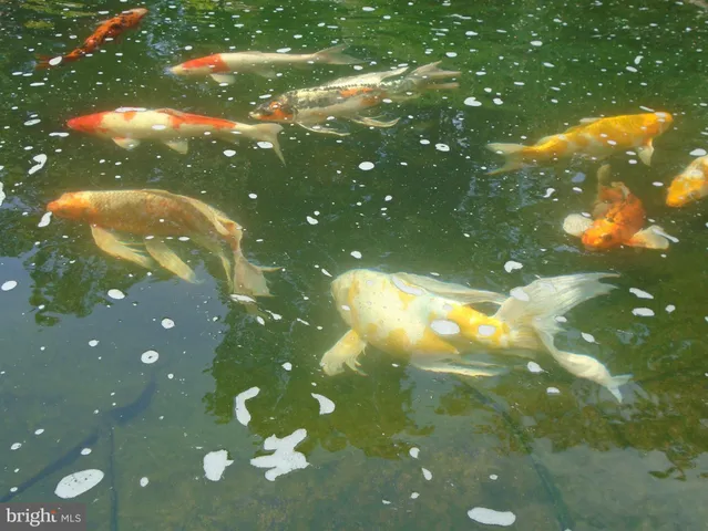 a close up of a tree in a yard