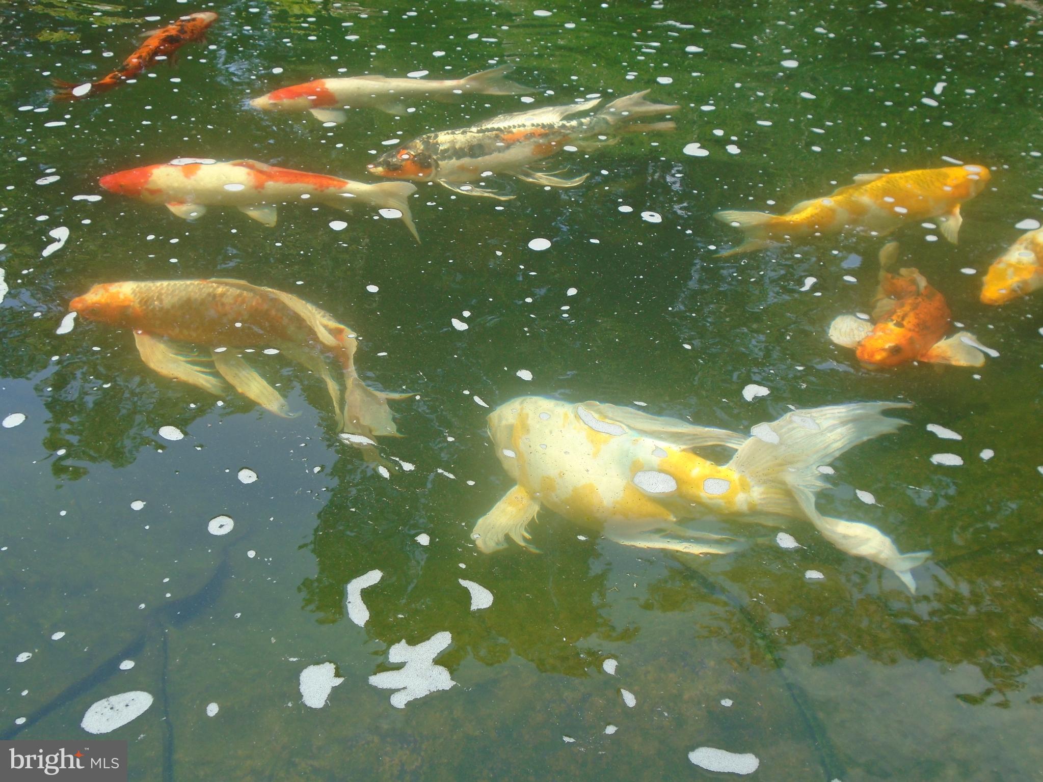 22 Nugentown Road Tuckerton, NJ 08087 - Photo 37 of 37 a close up of a tree in a yard