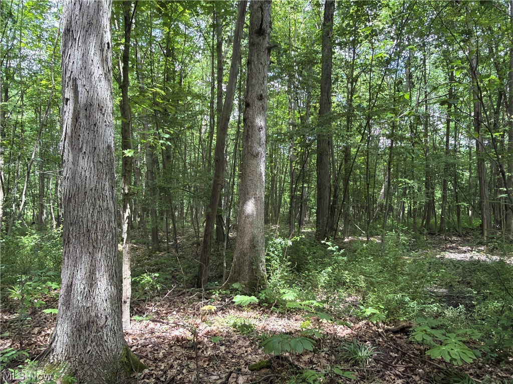 Crosby Cook Road Rome, OH 44085 - Photo 40 of 48 Wooded lot featuring mature trees and natural ground cover