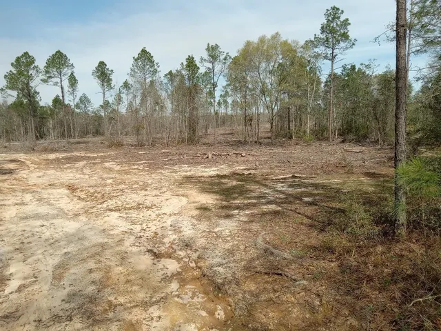 a view of a yard with a tree