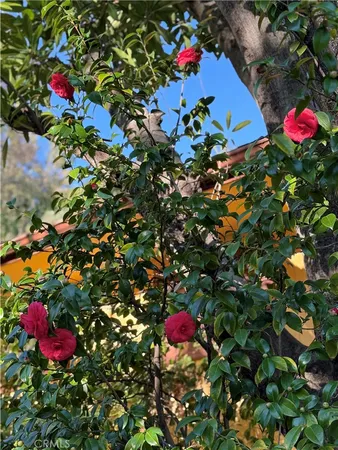 a tree lined with flowers and trees