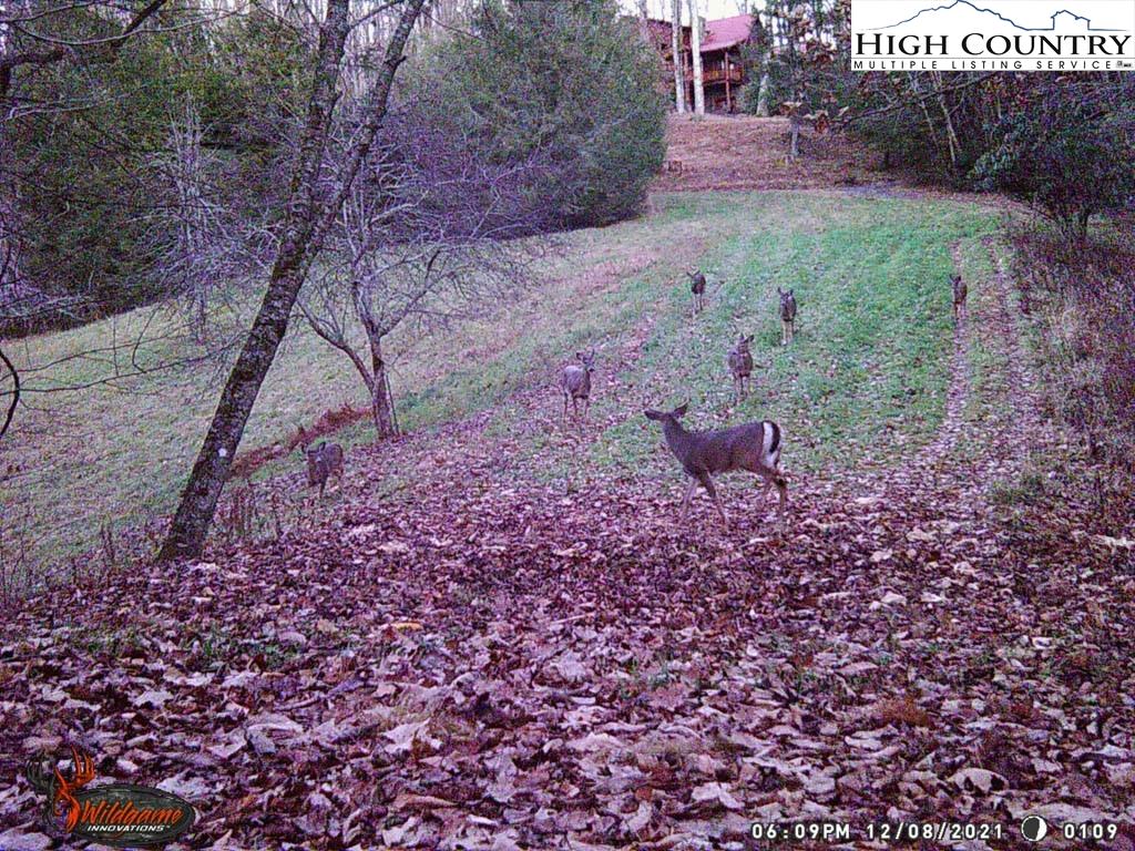 1487 Bryan Davis Road Creston, NC 28615 - Photo 50 of 50 a view of a backyard with large trees