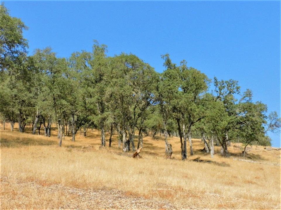 112 Union Mine Road El Dorado, CA 95623 - Photo 14 of 31
