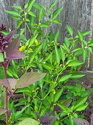 $899,900 | 228 Forest Avenue, Brockton, MA 02301