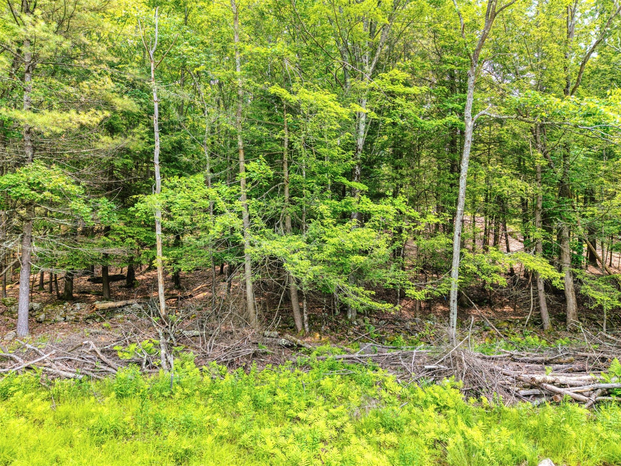 View of tree filled area