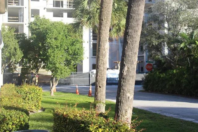 a garden with tall trees