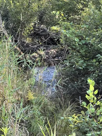 $259,900 | 125 North Cedar Street, Evart, MI 49631