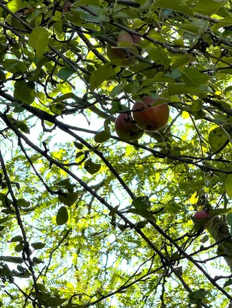 $259,900 | 125 North Cedar Street, Evart, MI 49631