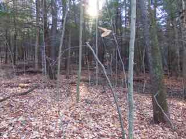 Lot 33 South Village Road Tolland, MA 01034 - Photo 1 of 5 a backyard of a house with lots of green space