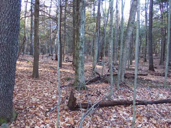 Lot 33 South Village Road Tolland, MA 01034 - Photo 4 of 5 a view of forest