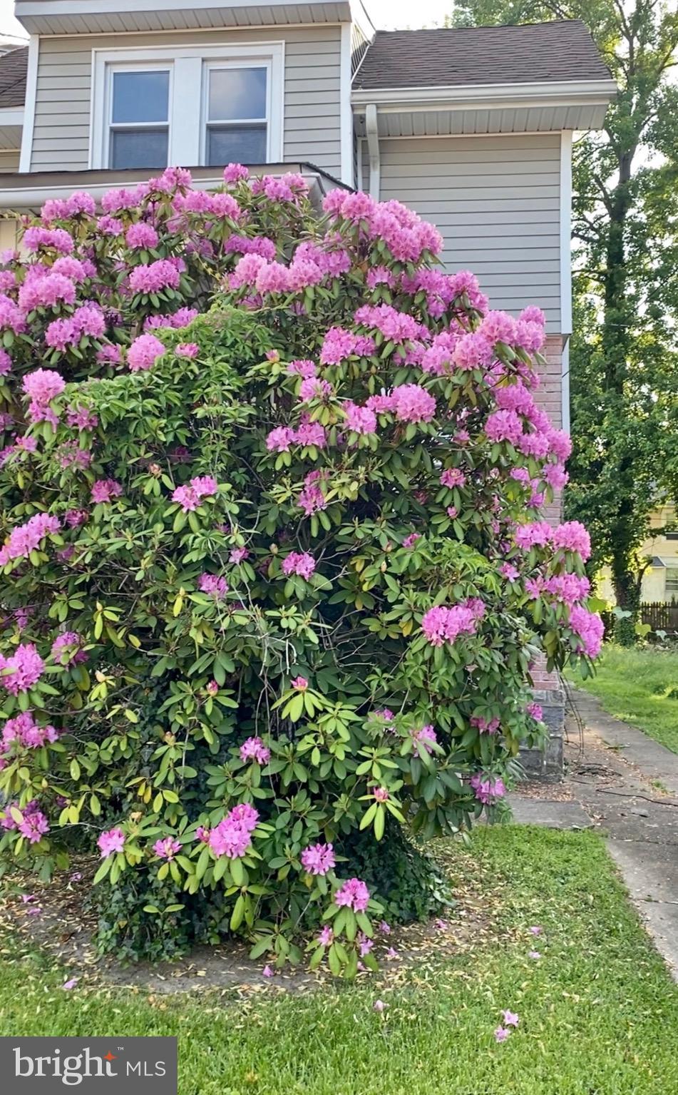 422 Arbor Road Lansdowne, PA 19050 - Photo 2 of 3 a view of a flower in a garden of a house