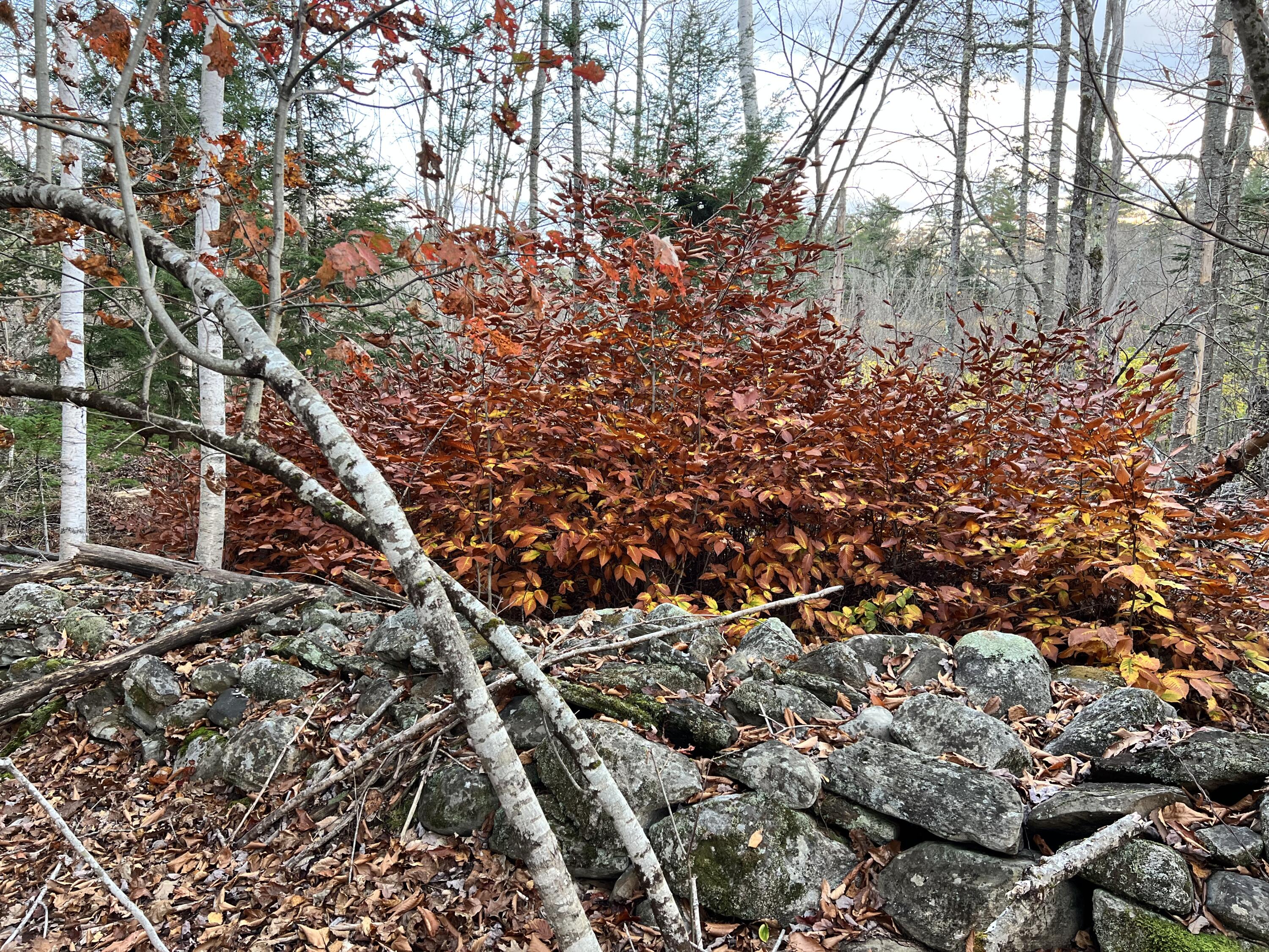 57 Pond Hill Road Brooks, ME 04921 - Photo 35 of 48 6D54DAB3-DCF1-4AE3-A39C-3BFDD1838684