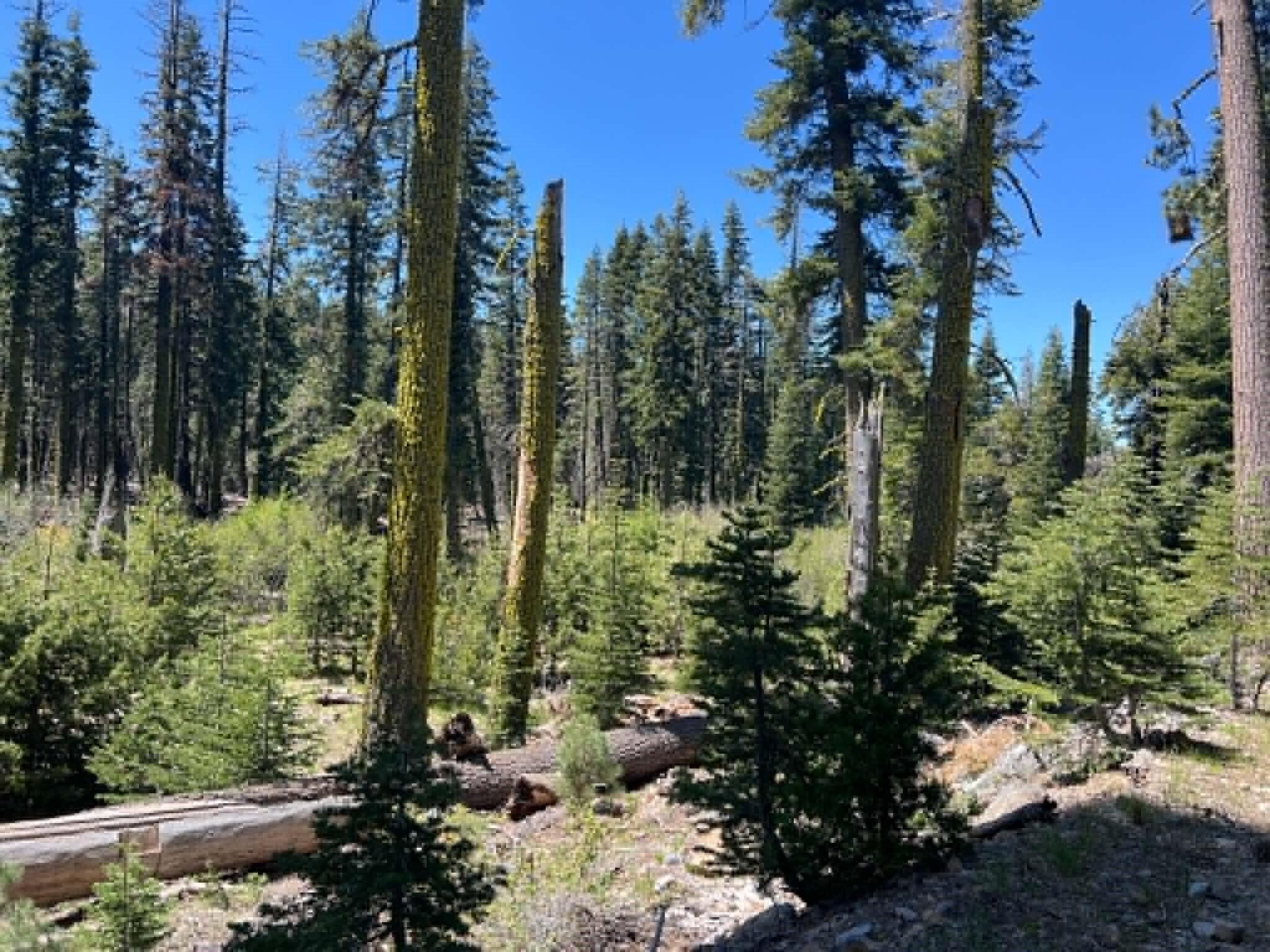 0 Logging Road Shingletown, CA 96088 - Photo 23 of 32 a view of a garden with trees