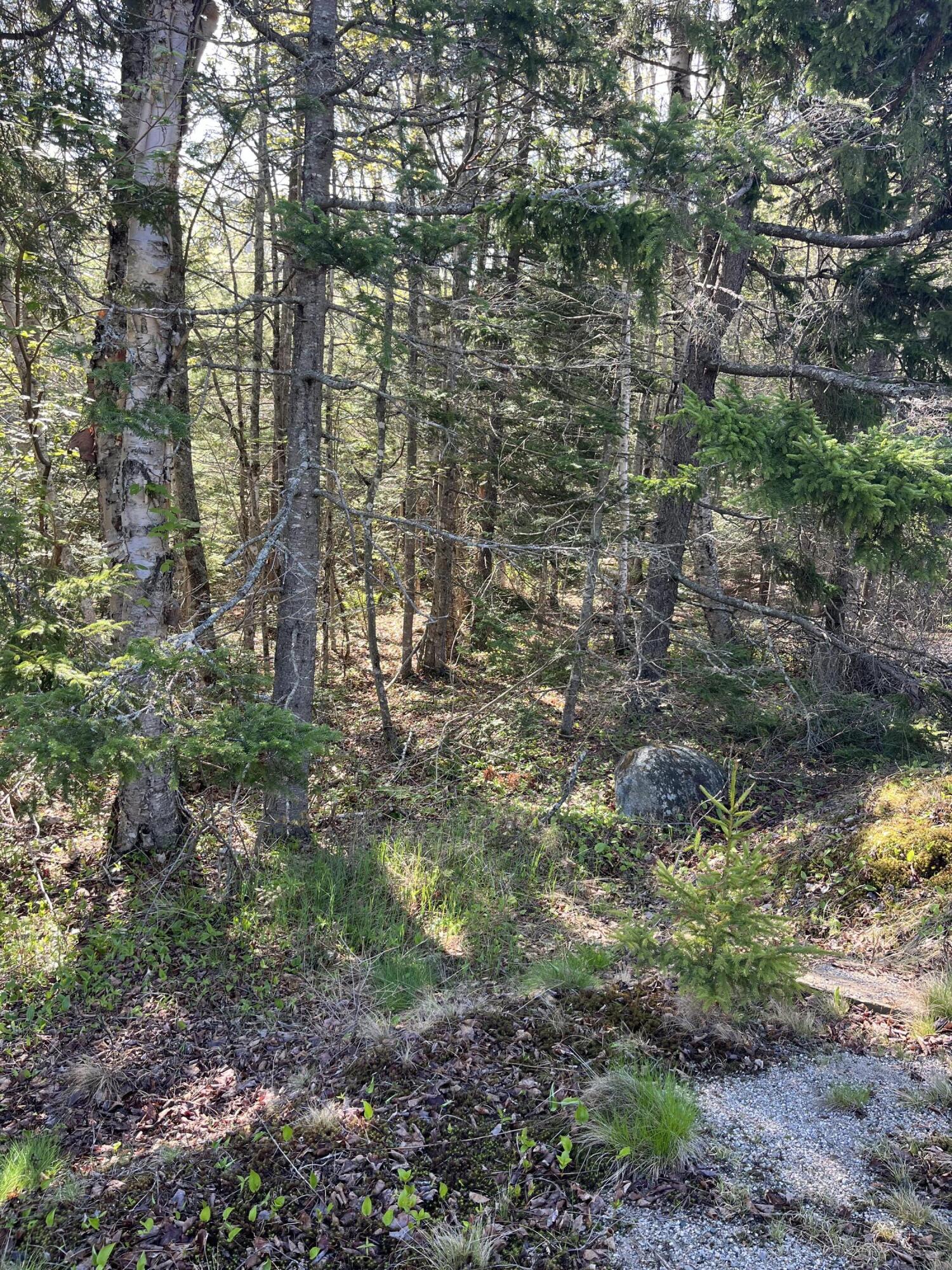 Lot 14 West Bay Road Gouldsboro, ME 04607 - Photo 8 of 8 IMG_2036
