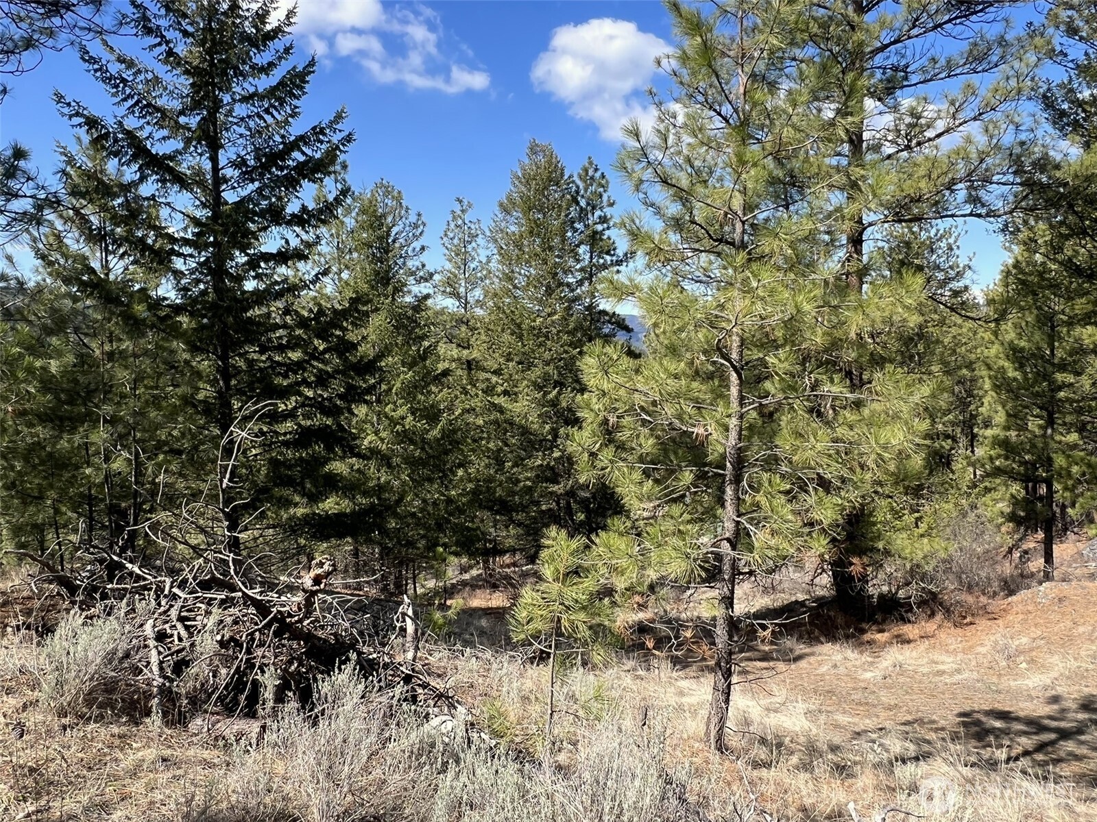 103 Stonehaven Road Tonasket, WA 98855 - Photo 20 of 38 a view of a forest filled with trees