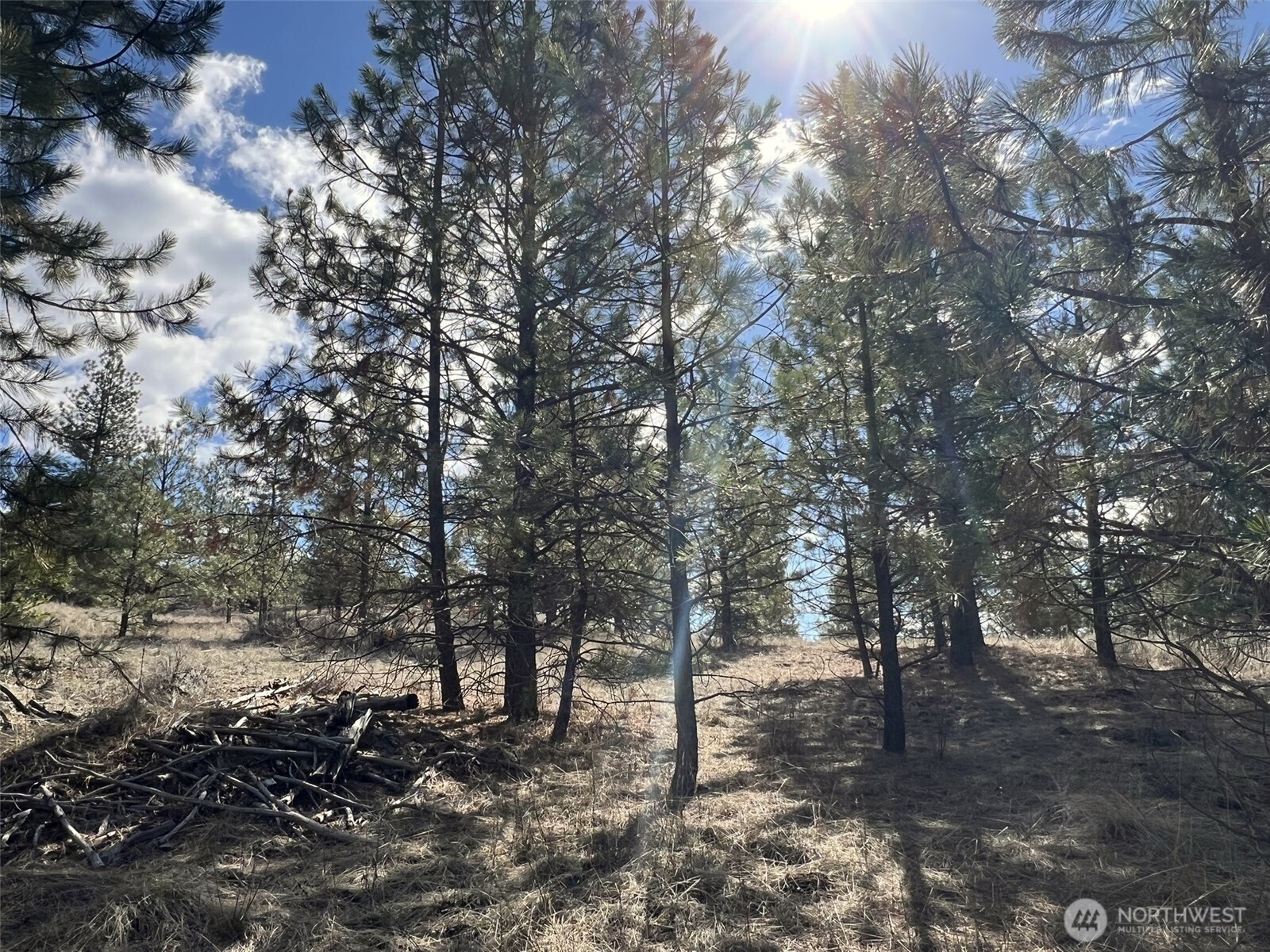 103 Stonehaven Road Tonasket, WA 98855 - Photo 22 of 38 a view of a forest filled with trees