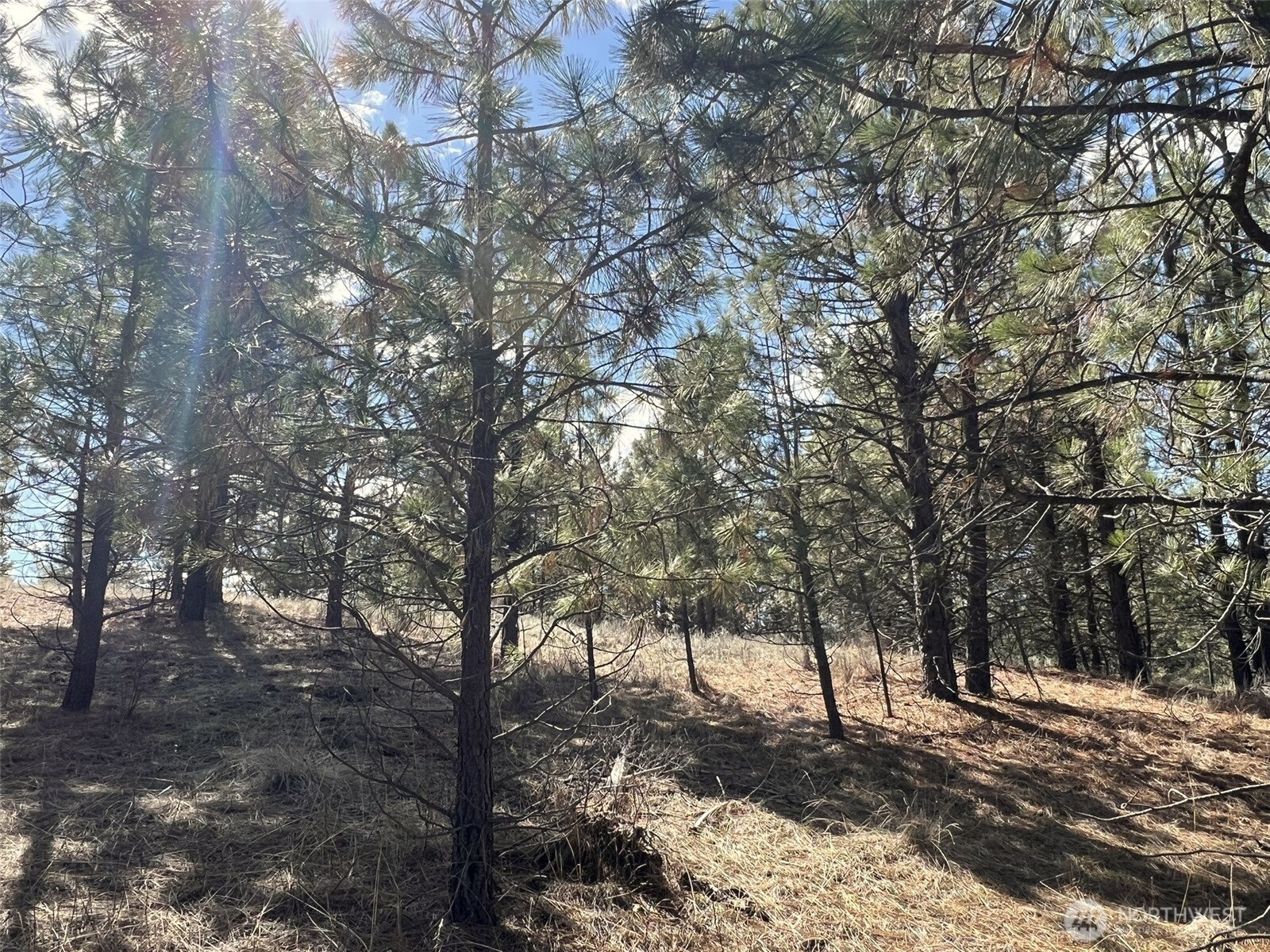 103 Stonehaven Road Tonasket, WA 98855 - Photo 23 of 38 a view of a forest with trees in the background